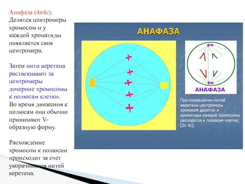 Восточно-Казахстанский технологический колледж
СРС
Подготовил : Муратов Е Анафаза (4n4c). Делятся центромеры хромосом и у каждой хроматиды появляется своя Анафаза (4n4c). Делятся центромеры хромосом и у каждой хроматиды появляется своя центромера. Затем нити веретена растаскивают за