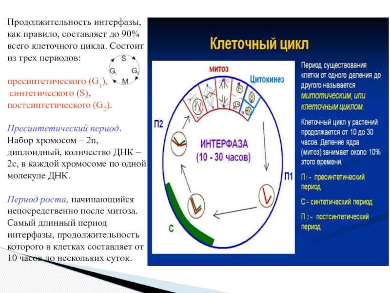 Восточно-Казахстанский технологический колледж
СРС
Подготовил : Муратов Е Продолжительность интерфазы, как правило, составляет до 90% всего клеточного цикла. Состоит Продолжительность интерфазы, как правило, составляет до 90% всего клеточного цикла. Состоит из трех периодов: пресинтетического (G1), синтетического