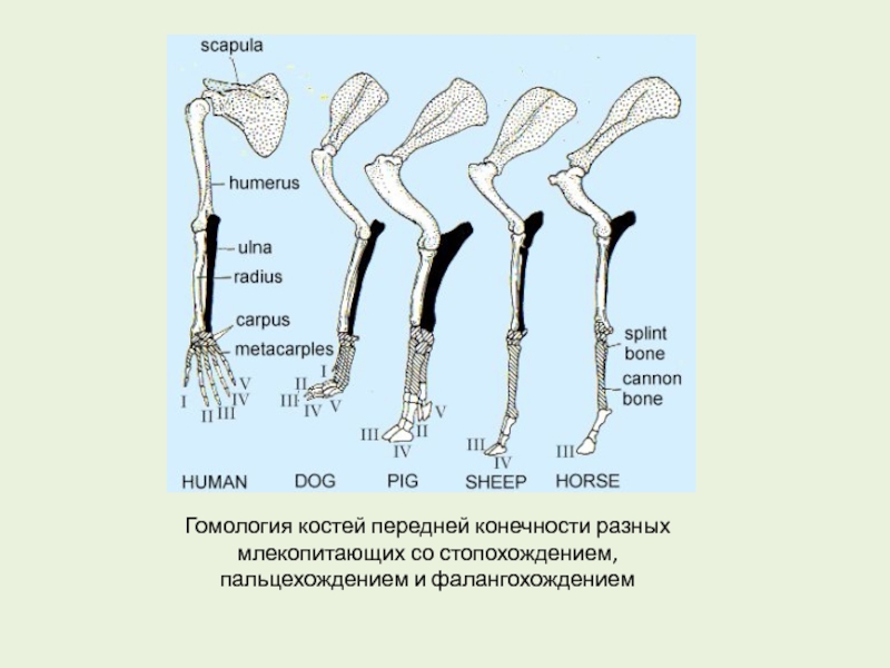 Как называют передние конечности животных изображенных на рисунке