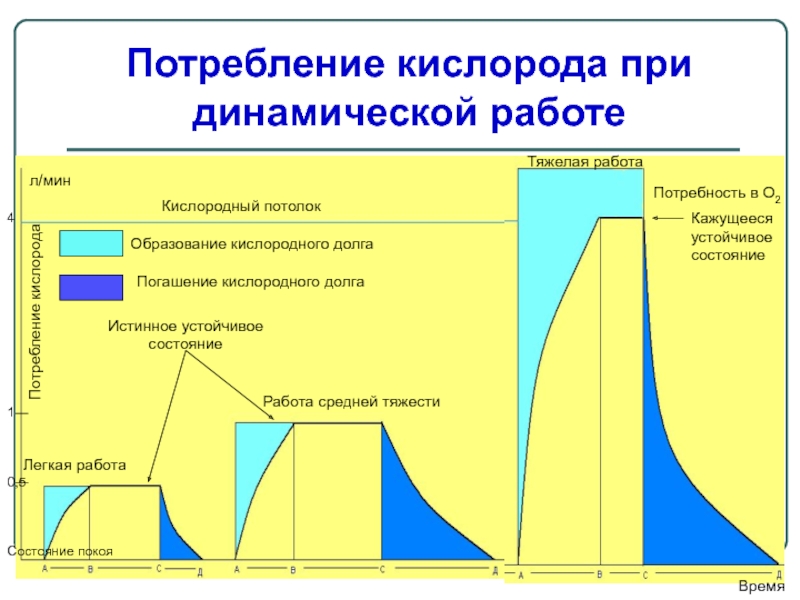 Расход кислорода. Потребление кислорода при динамической работе. Потребность в кислороде. Кислородный долг при физических нагрузках. Графики динамики потребления кислорода.