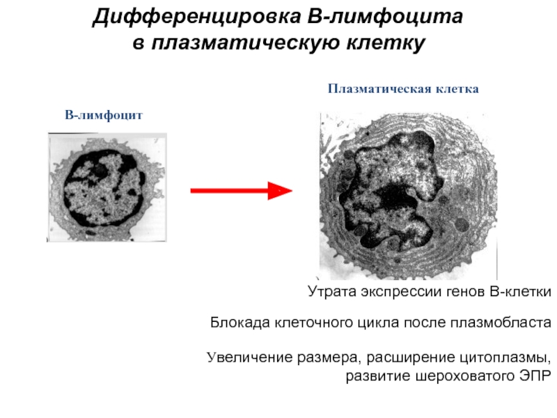 Б клетки. Б лимфоциты в плазматические клетки. Дифференцировка б лимфоцитов в плазматические клетки. Дифференцировка в-лимфоцитов в плазматические клетки и клетки памяти. В1 лимфоциты дифференцируются в плазматические клетки.