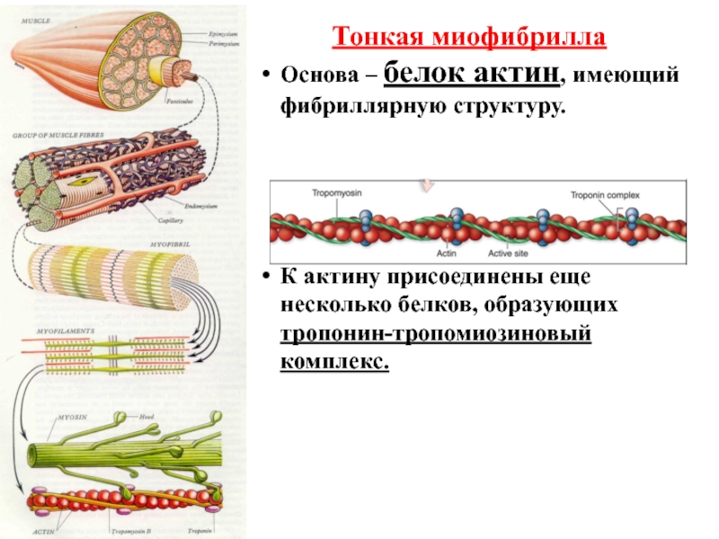 Структура белка актина. Белок миофибрилл. Фибриллярные белки образуют структуры. Актин фибриллярный белок. Миофибрилла тропонин.