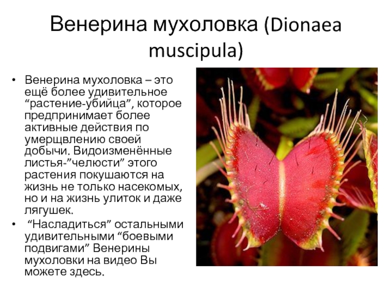 Венерина мухоловка (Dionaea muscipula)Венерина мухоловка – это ещё более удивительное “растение-убийца”, которое предпринимает более активные действия по