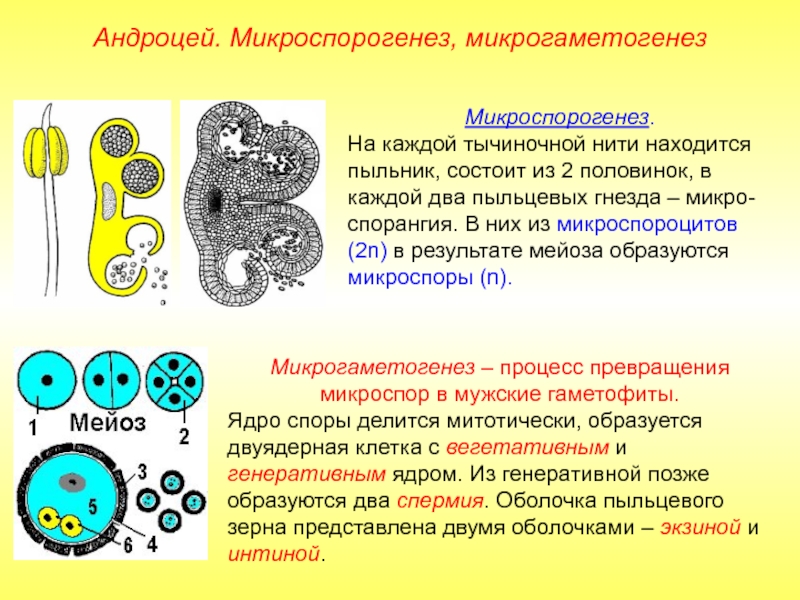 Микрогаметогенез – процесс превращения микроспор в мужские гаметофиты.Ядро споры делится митотически, образуется двуядерная клетка с вегетативным и