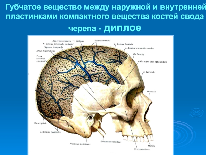 Особенности строения свода черепа