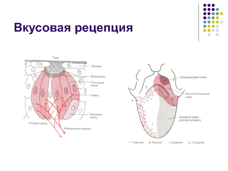 Вкусовой анализатор физиология презентация