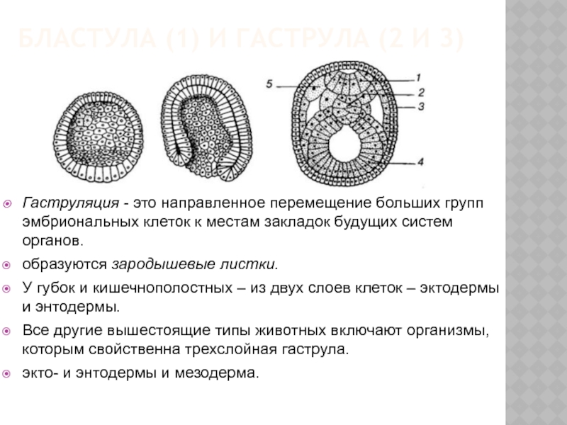 Установите соответствие между структурами и зародышевыми листками обозначенными на рисунке 1 2 из