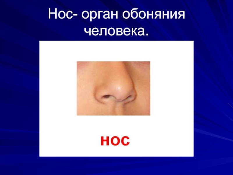 Нос- орган обоняния человека.