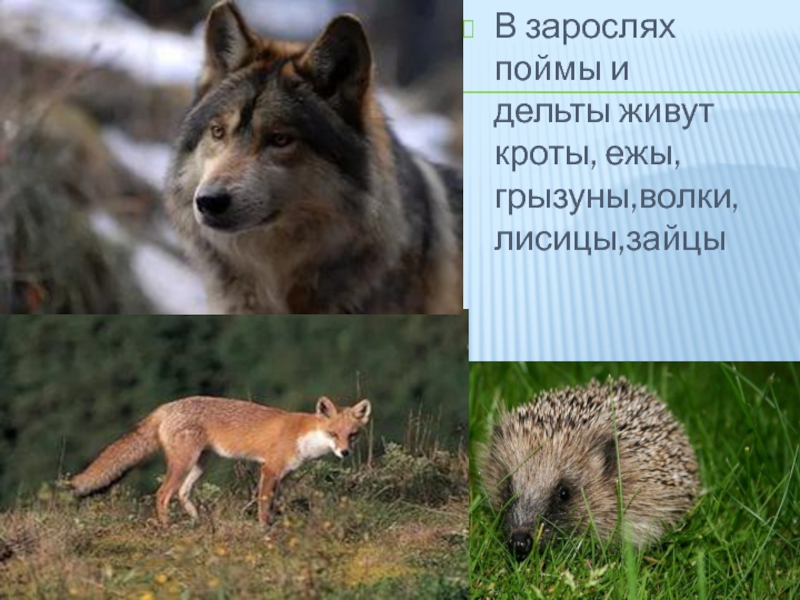 Слова волка и лисы. Волк лиса и заяц. Лиса+волк звери решение. Животные реки Сура заяц лиса. Кто самый быстрый из животных заяц лиса волк.
