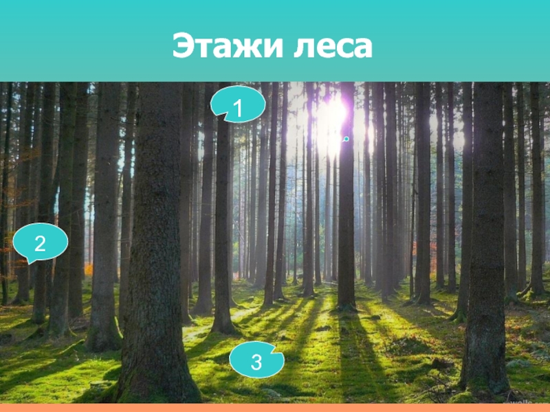 Природное сообщество лес. Этажи леса 3 класс окружающий мир. 3 Этажа леса. Лесные этажи окружающий мир 3 класс. Первый этаж леса 3 класс.