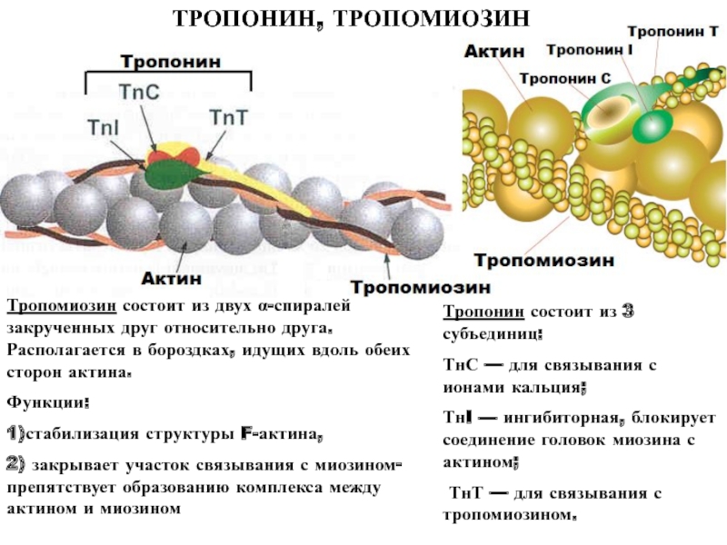 Актин входит в состав. Тропонин и тропомиозин. Тропонин на актине. Тропомиозин структура биохимия. Строение и функции регуляторных белков тропонина и тропомиозина.