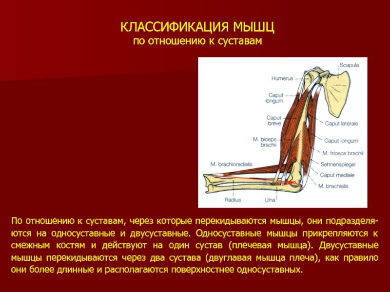 Классификация мышц