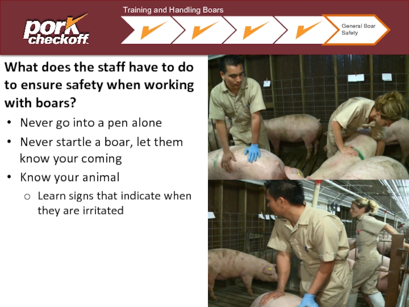 What does the staff have to do to ensure safety when working with boars?Never go into a