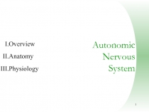 Autonomic Nervous System