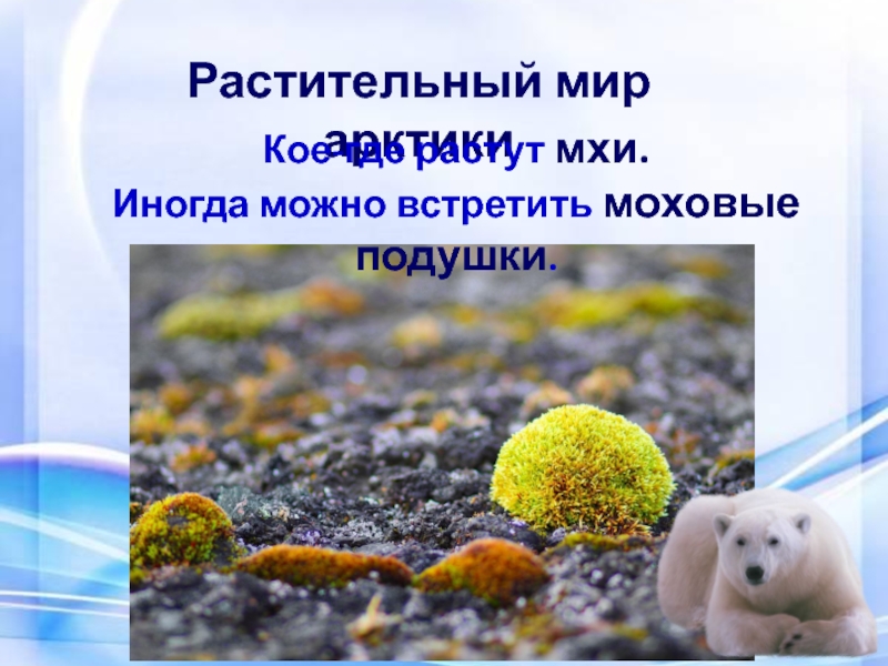 Зона арктических пустынь 4 класс презентация. Растительный мир Арктики. Растительный мир арктических пустынь. Растительный мир Арктики 4 класс. Растительный мир арктических пустынь презентация.