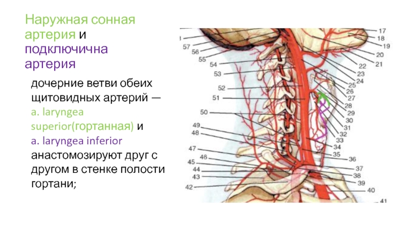 Ветви правой подключичной артерии схема