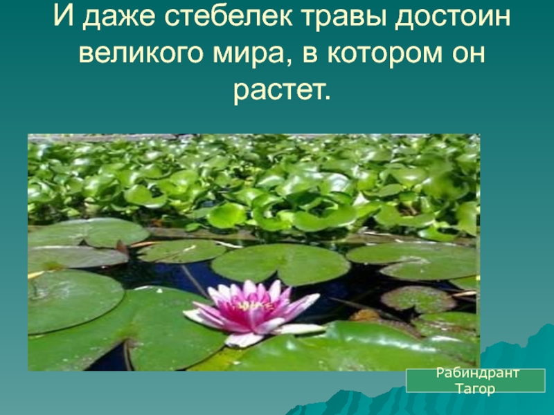 И стебелек травы достоин того великого. И стебелек травы достоин того Великого мира в котором он растет. Какую роль выполняют растения в водоеме. Введение покой в жизни растений. М стебелек травы достоин того Великого мира.