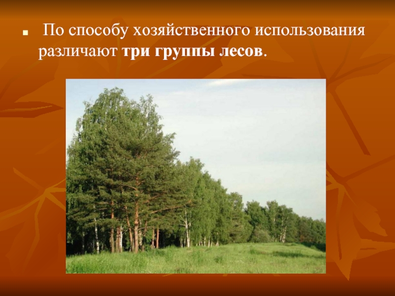 Три группы лесов. Три группы лесов России. Леса 3 группы. Категории лесов первой группы. Группы лесов 3 группа.