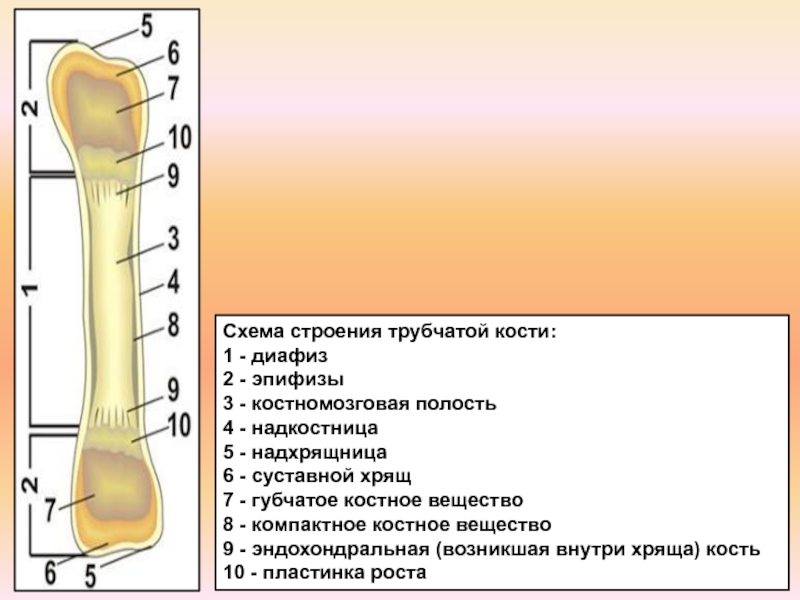 Тело трубчатой кости называется. Строение длинной трубчатой кости анатомия. Схема длинной трубчатой кости взрослого человека. Строение трубчатой кости рисунок биология. Трубчатая кость диафиз.