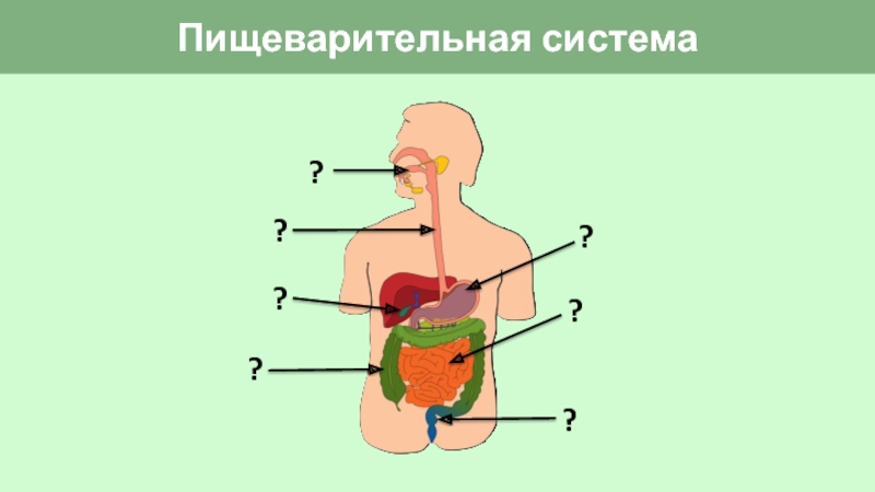 Органы пищеварительной системы человека презентация