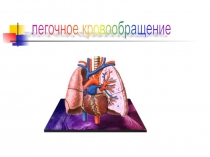 Легочное кровообращение 