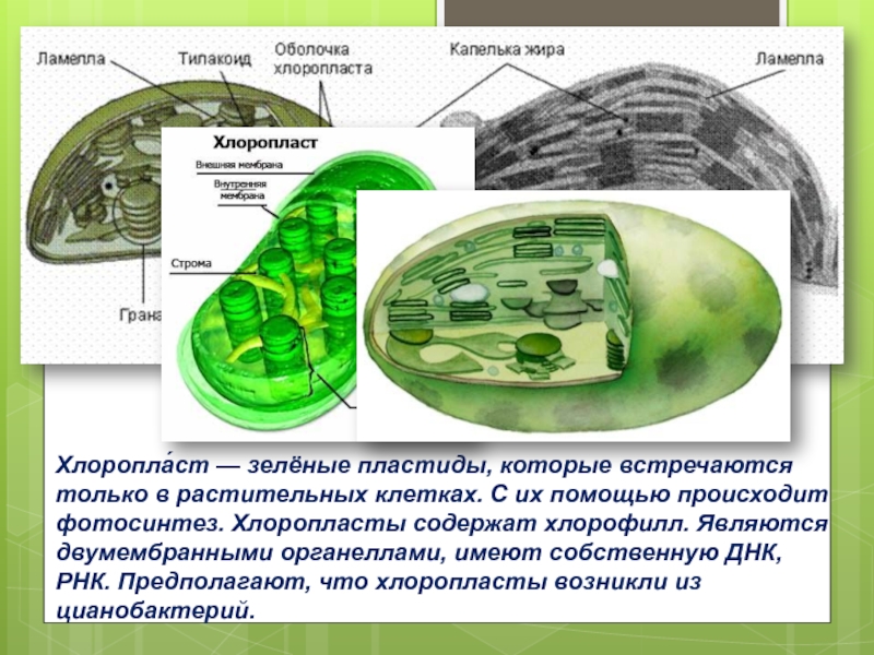 Хлоропласты содержатся в клетках. Хлоропласты у цианобактерий. Хлоропласты зеленые пластиды растительной клетки. Цианобактерии пластиды. Хлоропласты содержат хлорофилл.