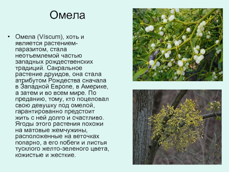 Амелия растение фото и описание