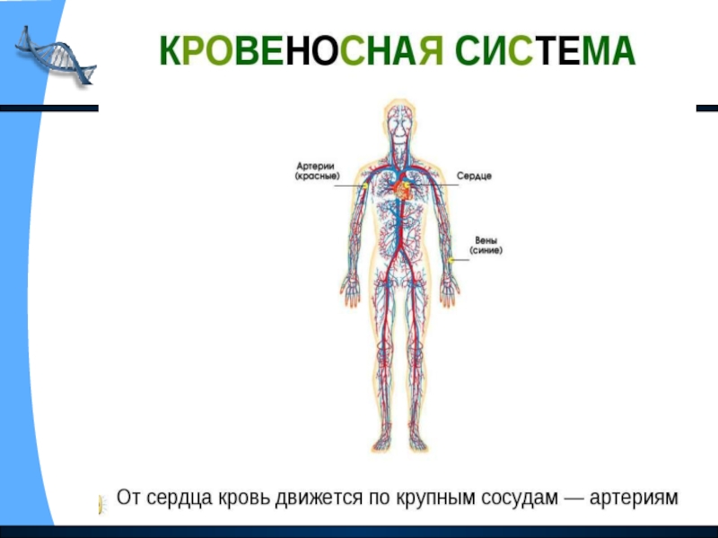 Тело управляет человеком. Командный пункт тела человека. Закончи предложение кровеносную систему составляют.