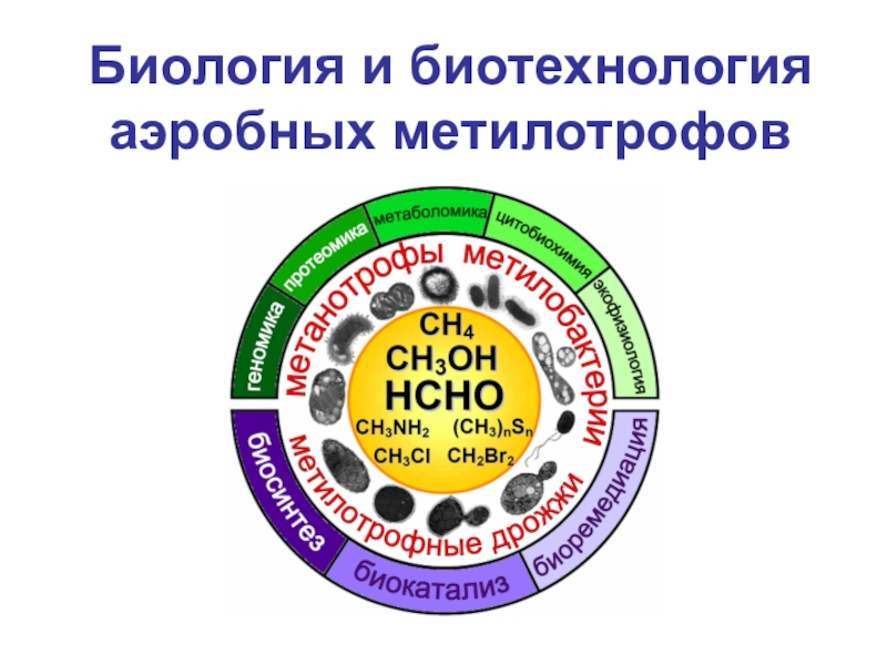 Презентация Биология и биотехнология аэробных метилотрофов