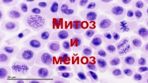 Митоз и мейоз