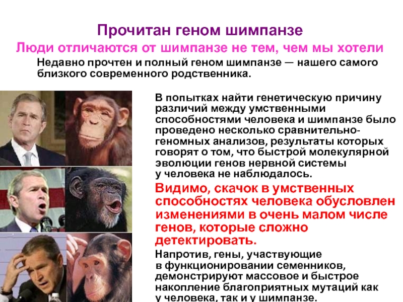 При расшифровке генома гориллы. Интеллектуальные способности шимпанзе. Геном шимпанзе. Ген шимпанзе и человека. Геном человека и шимпанзе.