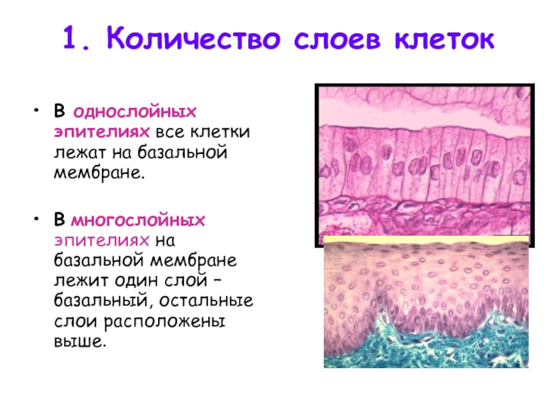 Базальная мембрана