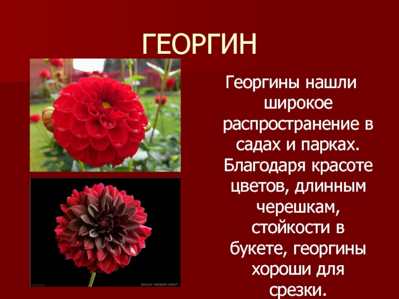 Георгин на языке цветов. Бордовые георгины в букете. Лучшие георгины для срезки. Георгин значение на языке цветов.