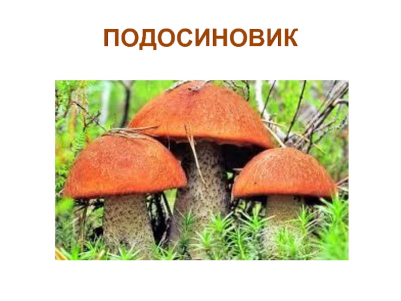 Как пишется слово подосиновик. Строение подосиновика. Подосиновик красный строение. Подосиновик с подписью. Подосиновик красный маленький.