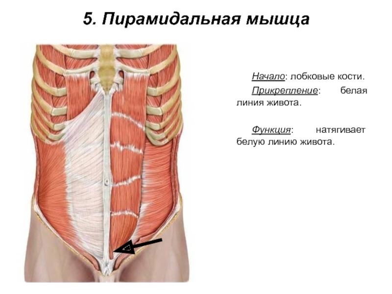 5. Пирамидальная мышцаНачало: лобковые кости.Прикрепление: белая линия живота.Функция: натягивает белую линию живота.