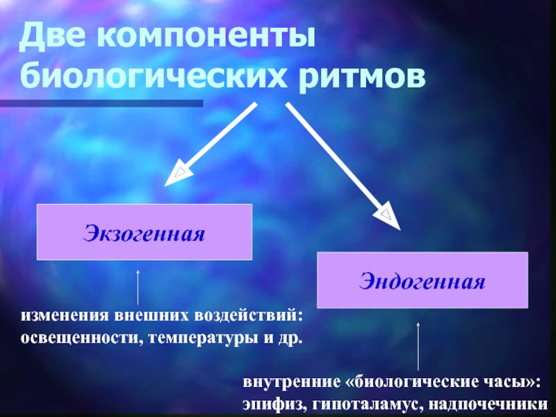 Несколько компонентов. Эндогенные и экзогенные биологические ритмы. Эндогенные биоритмы. Экзогенные биоритмы. Экзогенные ритмы примеры.