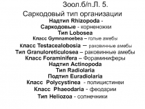Зоол.б/п.Л. 5.
Саркодовый тип организации Надтип Rhizopoda - Саркодовые -
