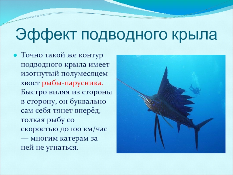 Эффект подводного крылаТочно такой же контур подводного крыла имеет изогнутый полумесяцем хвост рыбы-парусника. Быстро виляя из стороны