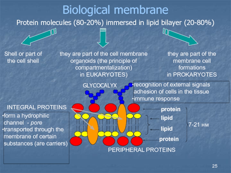 Липиды протеины. Peripheral Proteins. Integral membrane Protein. Integral Proteins peripheral. Selective membrane principle.