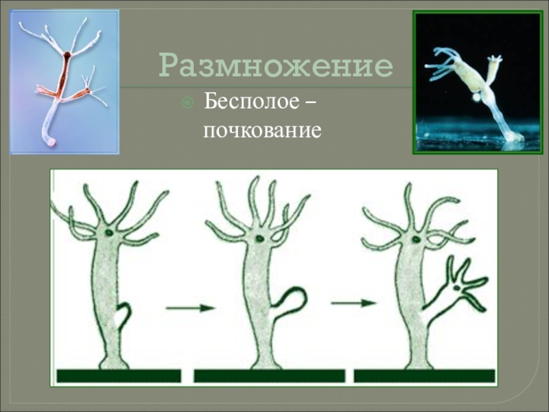 Пчелы почкование. Бесполое размножение гидры. Бесполое почкование кишечнополостных. Бесполое размножение кишечнополостных. Размножение почкованием.