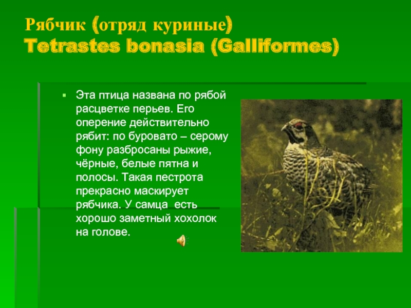 Рябчик (отряд куриные)  Tetrastes bonasia (Galliformes)Эта птица названа по рябой расцветке перьев. Его оперение действительно рябит:
