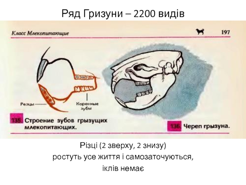 Какую особенность имеют резцы у грызунов. Зубная система грызунов млекопитающих. Строение зубов млекопитающих биология 7 класс. Зубная система млекопитающих. Строение зубов млекопитающих.