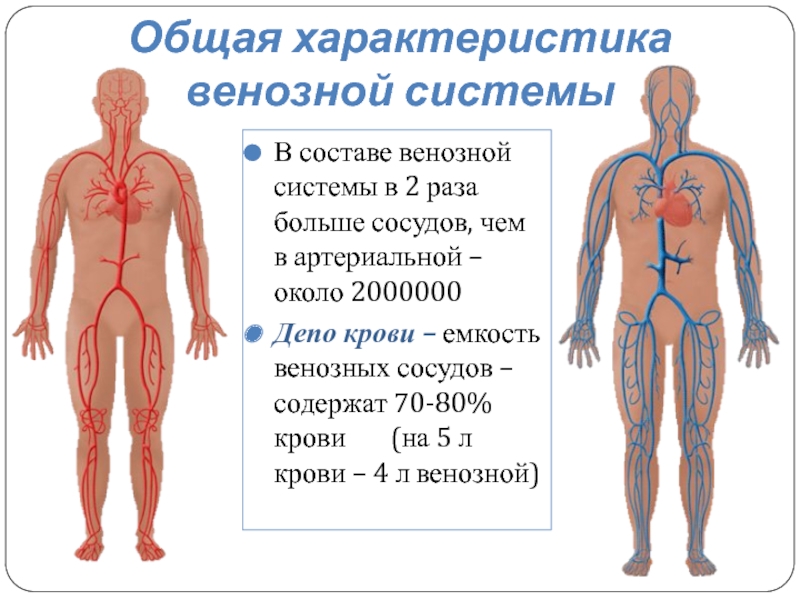 Схема венозной системы человека