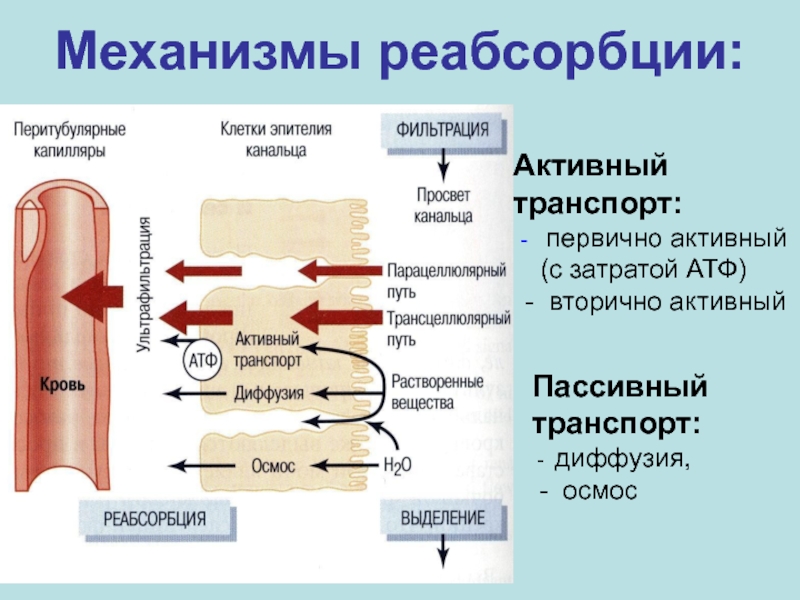 Схема регуляции реабсорбции