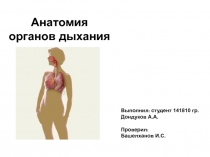 Анатомия органов дыхания