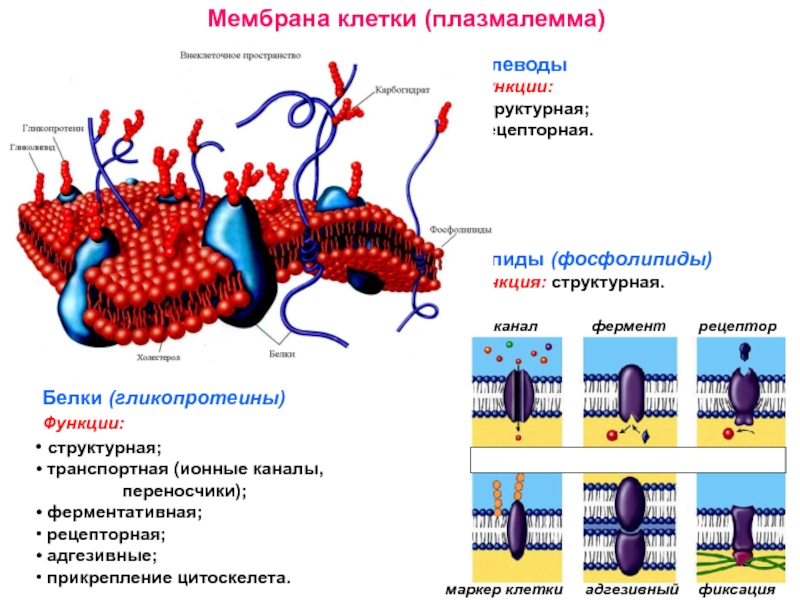 Углеводы мембран функции. Фосфолипиды клеточной мембраны. Липиды в мембране клетки. Мембрана белка строение фосфолипида. Функции липидов и белков в мембранах клетки.