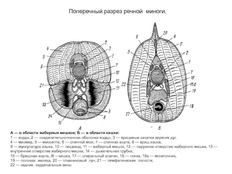 ЗООЛОГИЯ ПОЗВОНОЧНЫХ А — в области жаберных мешков; Б — в области кишки: А — в области жаберных мешков; Б — в области кишки: 1 — хорда, 2 — соединительнотканная