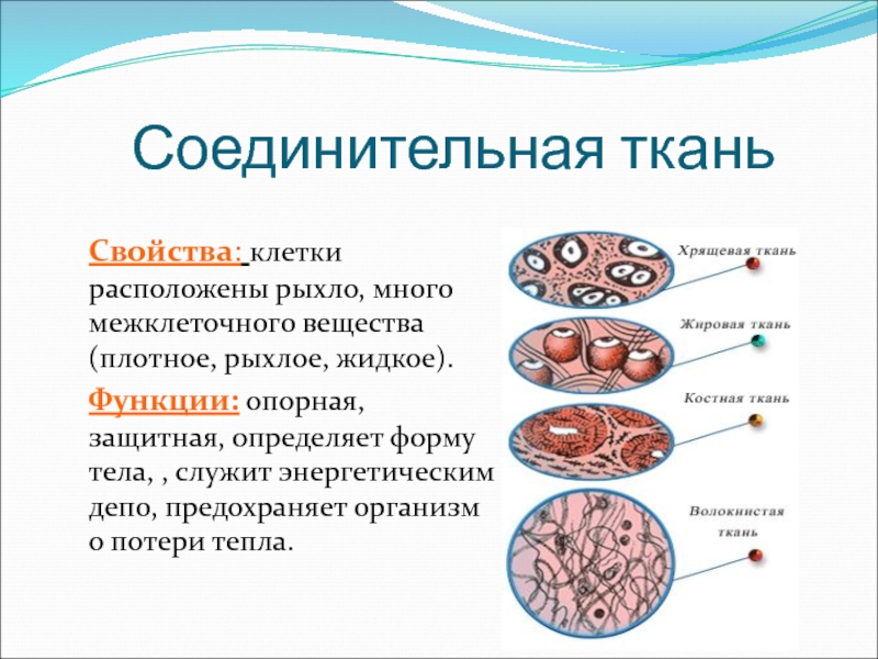 Биологические свойства клетки. Клетки соединительной ткани расположены рыхло. Соединительная ткань животных. Рыхлая соединительная ткань клеток больше. Опорная функция соединительной ткани.