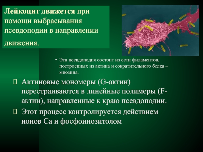 Воспалительные процессы нервной системы. Псевдоподии лейкоцитов. Лейкоциты способны передвигаться. Лейкоцит движется. Способ передвижения лейкоцитов.