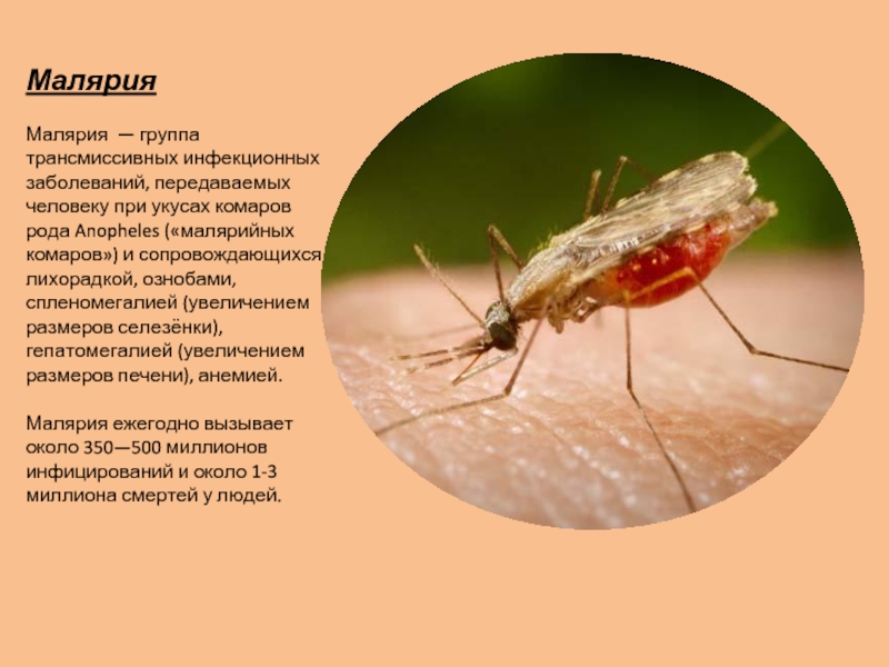 Малярия презентация инфекционные болезни